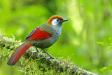 Image. Red-tailed Laughingthrush