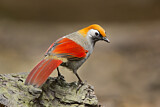 Image. Red-tailed Laughingthrush