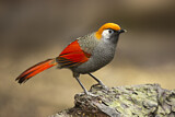 Image. Red-tailed Laughingthrush