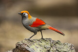 Image. Red-tailed Laughingthrush