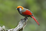 Image. Red-tailed Laughingthrush