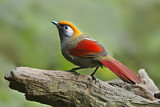 Image. Red-tailed Laughingthrush