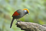 Image. Red-tailed Laughingthrush