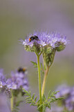 Image. Red-tailed bumblebee