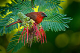 Image. Red-throated Ant Tanager