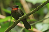 Image. Red-throated Ant Tanager