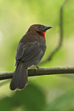 Image. Red-throated Ant Tanager
