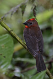 Image. Red-throated Ant Tanager