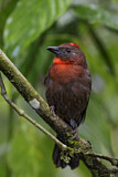 Image. Red-throated Ant Tanager
