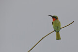 Image. Red-throated Bee-eater