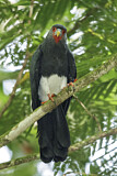 Image. Red-throated Caracara