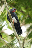 Image. Red-throated Caracara