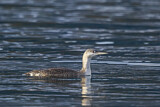 Image. Red-throated Loon
