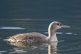 Image. Red-throated Loon