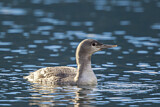 Image. Red-throated Loon