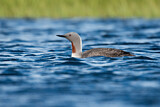 Image. Red-throated Loon