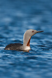 Image. Red-throated Loon