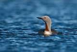 Image. Red-throated Loon