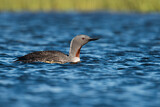 Image. Red-throated Loon