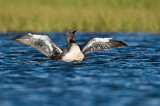 Image. Red-throated Loon