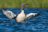Image. Red-throated Loon