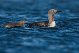 Image. Red-throated Loon