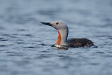 Image. Red-throated Loon