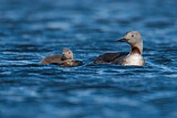 Image. Red-throated Loon