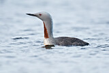 Image. Red-throated Loon