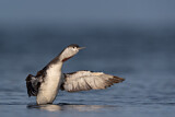 Image. Red-throated Loon
