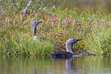 Image. Red-throated Loon