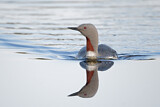 Image. Red-throated Loon