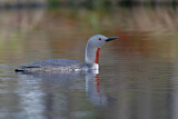 Image. Red-throated Loon