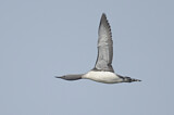Image. Red-throated Loon