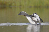 Image. Red-throated Loon