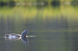 Image. Red-throated Loon
