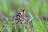 Image. Red-throated Pipit