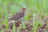 Image. Red-throated Pipit
