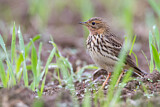 Image. Red-throated Pipit