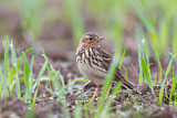 Image. Red-throated Pipit