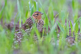 Image. Red-throated Pipit