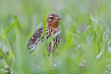 Image. Red-throated Pipit