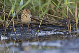Image. Red-throated Pipit