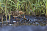 Image. Red-throated Pipit
