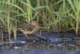 Image. Red-throated Pipit
