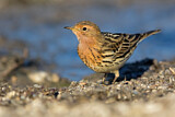 Image. Red-throated Pipit