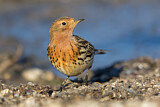 Image. Red-throated Pipit