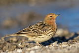 Image. Red-throated Pipit