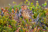 Image. Red-throated Pipit