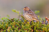 Image. Red-throated Pipit